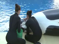 Employees at a killer whale display are shown consuming the animal's juice in an episode of Insane Zoophilia.